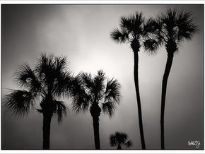 WEEK TWENTY-FIVE: FOG AND PALMS