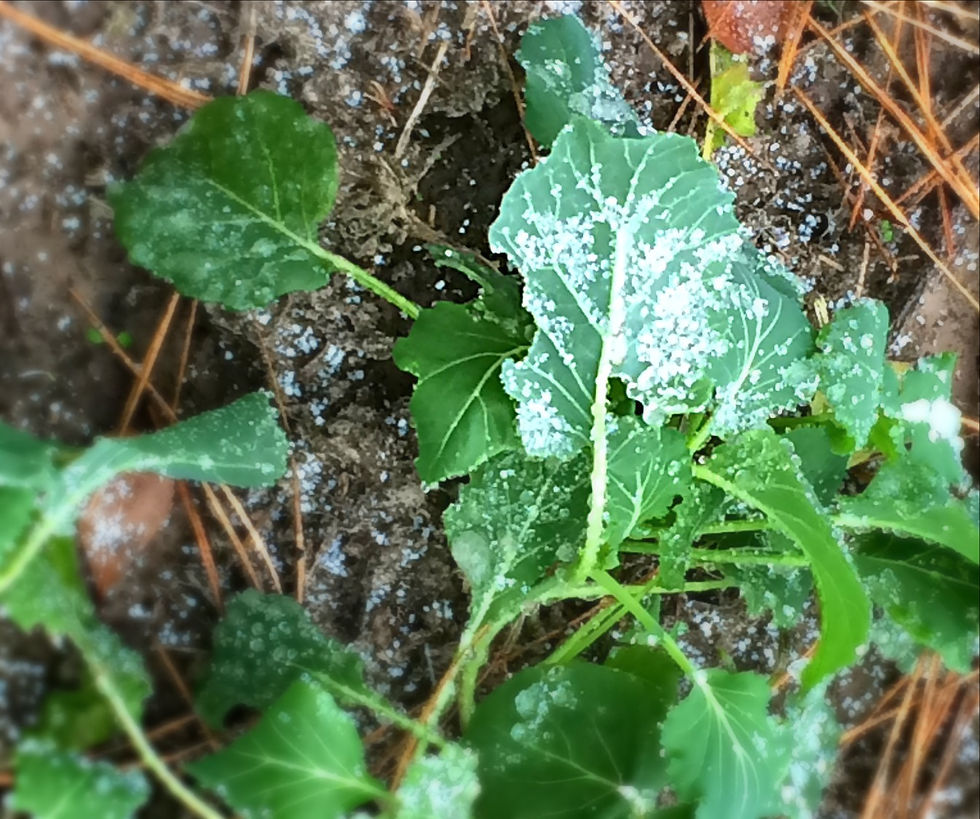 Collard Green