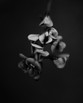 Botanical 2021, Jesse O'Leary