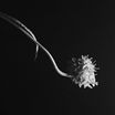 The Line of Flower 3, Jesse O'Leary