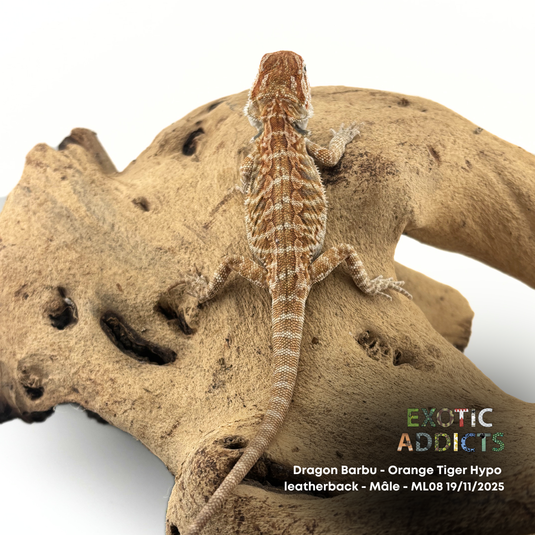 Dragon Barbu - Orange Tiger Hypo Leatherback - Mâle - ML08 - 19/11/2025