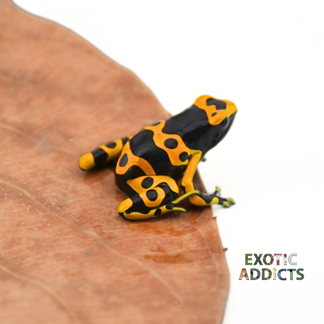Dendrobate Leucomelas (Bumblebee)