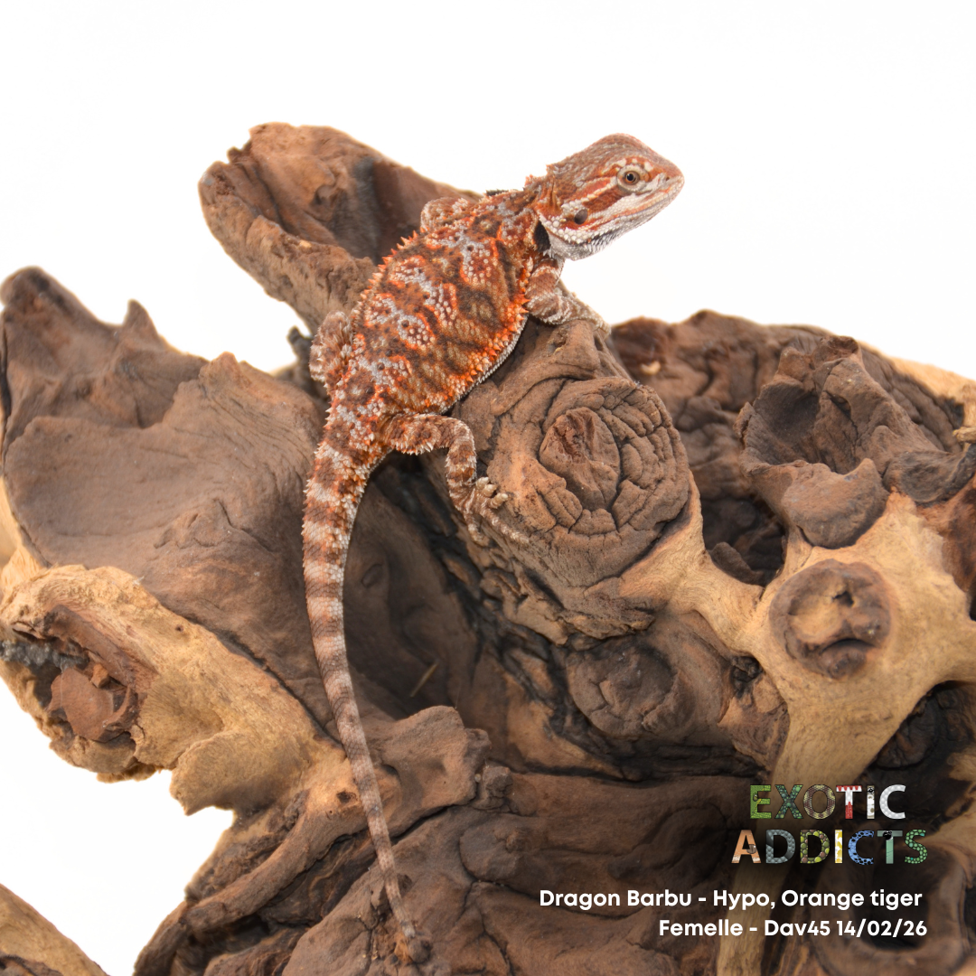 Dragon Barbu - Hypo, Orange Tiger - Femelle - Dav45 14/02/2026