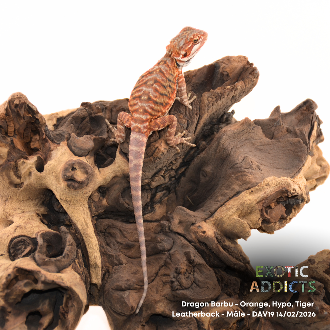 Dragon Barbu - Orange, Hypo, Tiger, Leatherback - Mâle - Dav19 14/02/2026