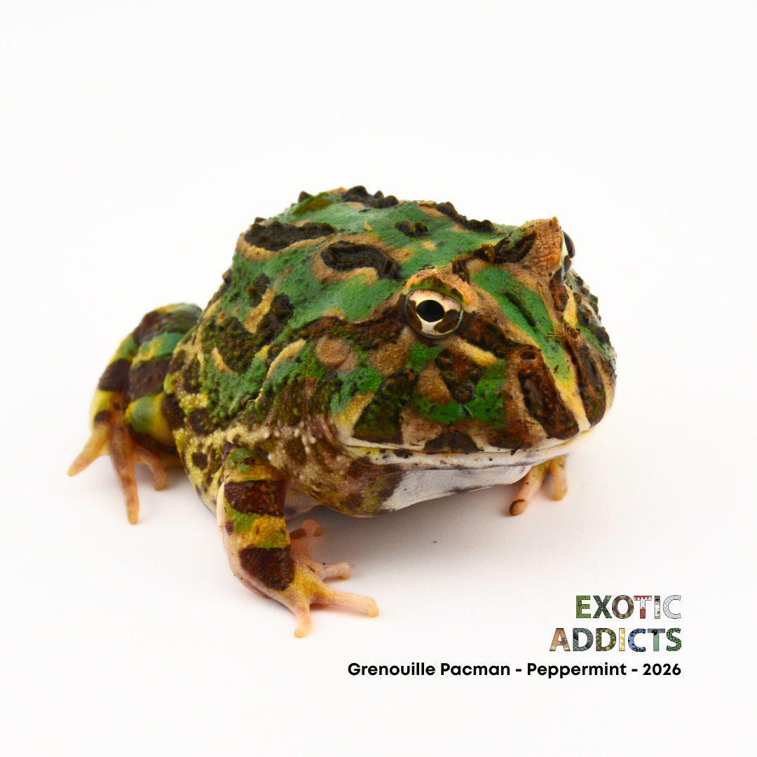 Grenouille Pacman - Peppermint - 2026