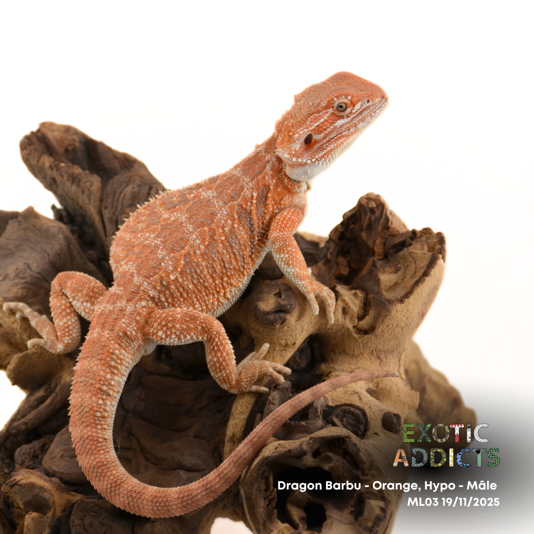 Dragon Barbu - Orange, Hypo - Mâle - ML03 19/11/2025