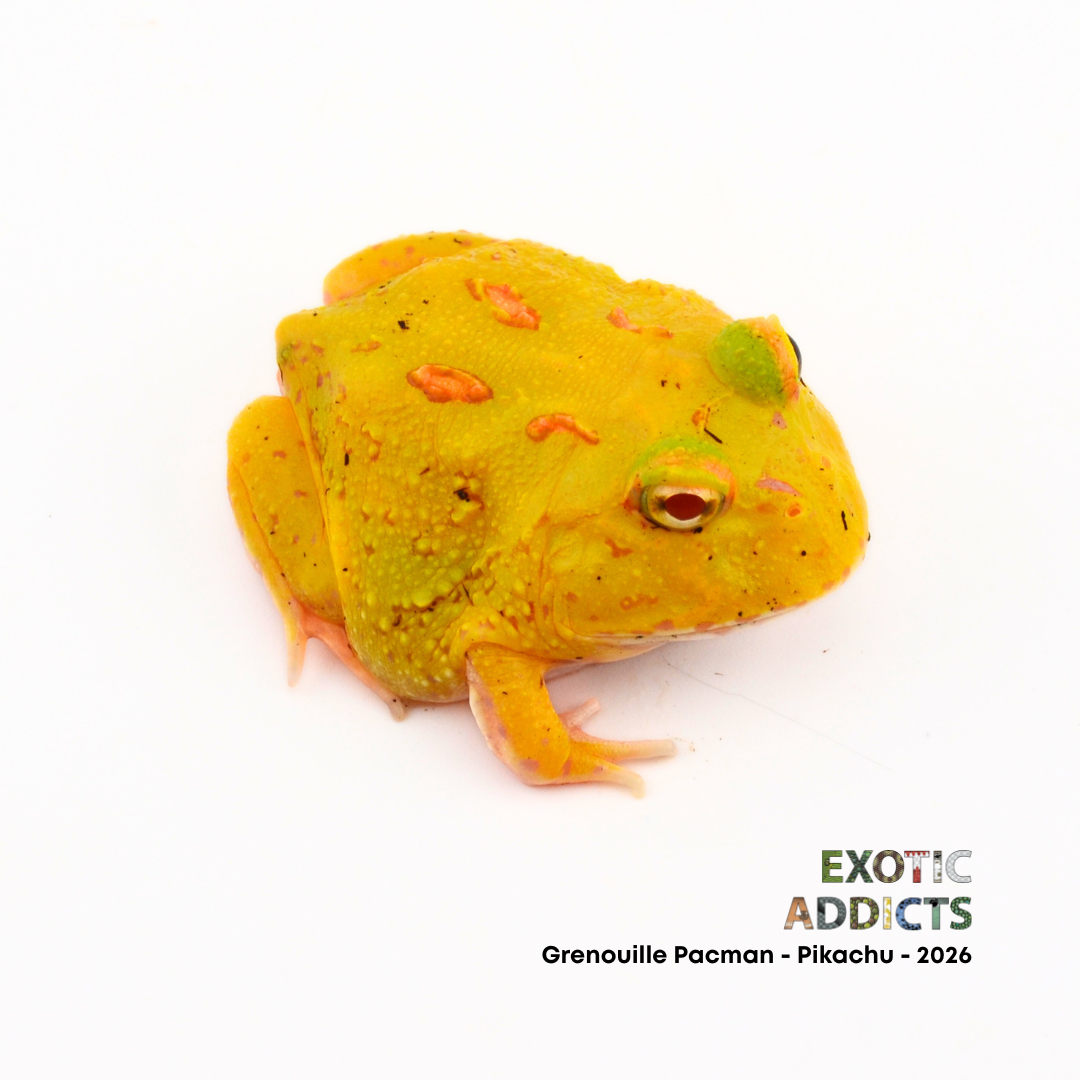 Grenouille Pacman - Pikachu - 2026