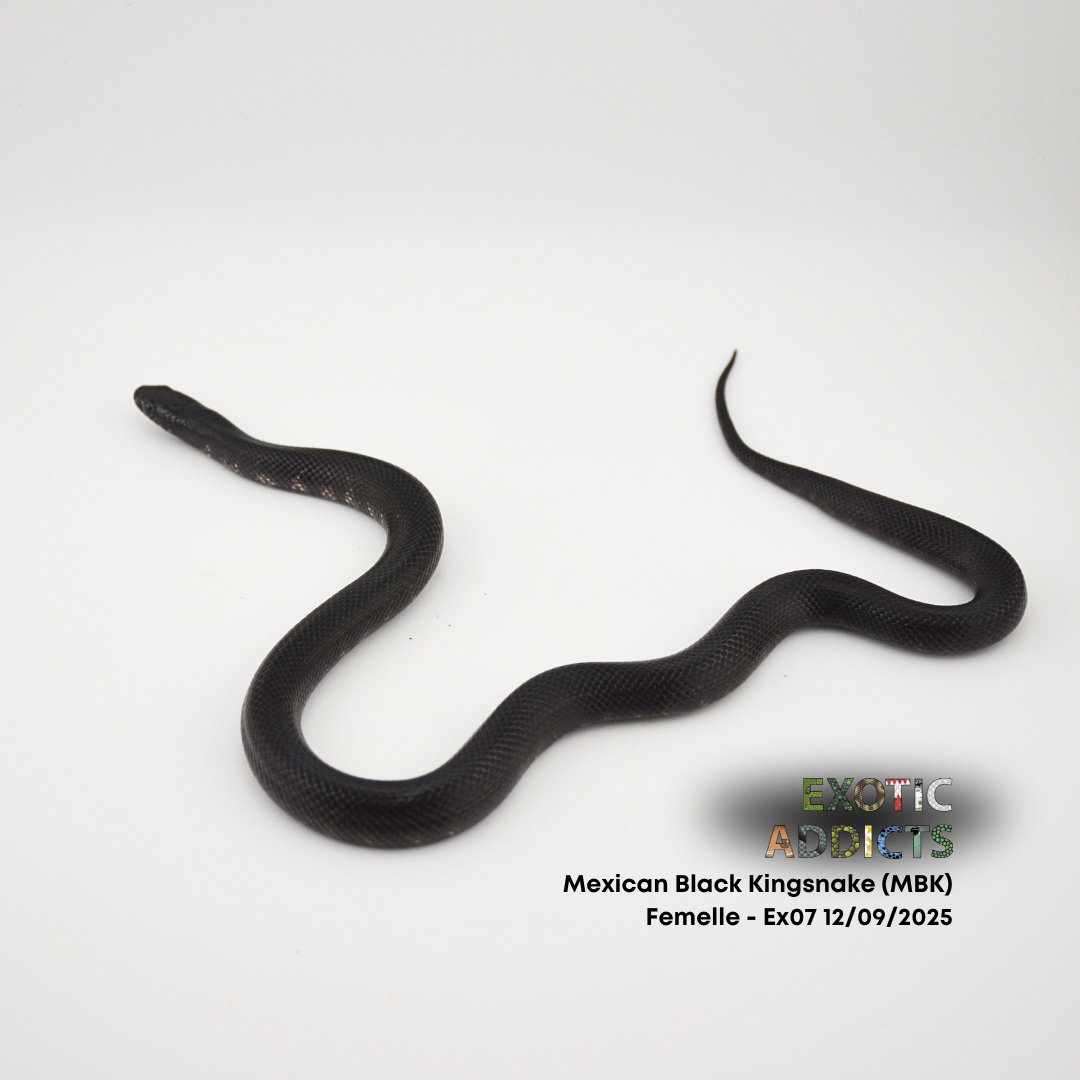 Mexican Black Kingsnake (MBK) - Femelle - Ex07 12/09/2025