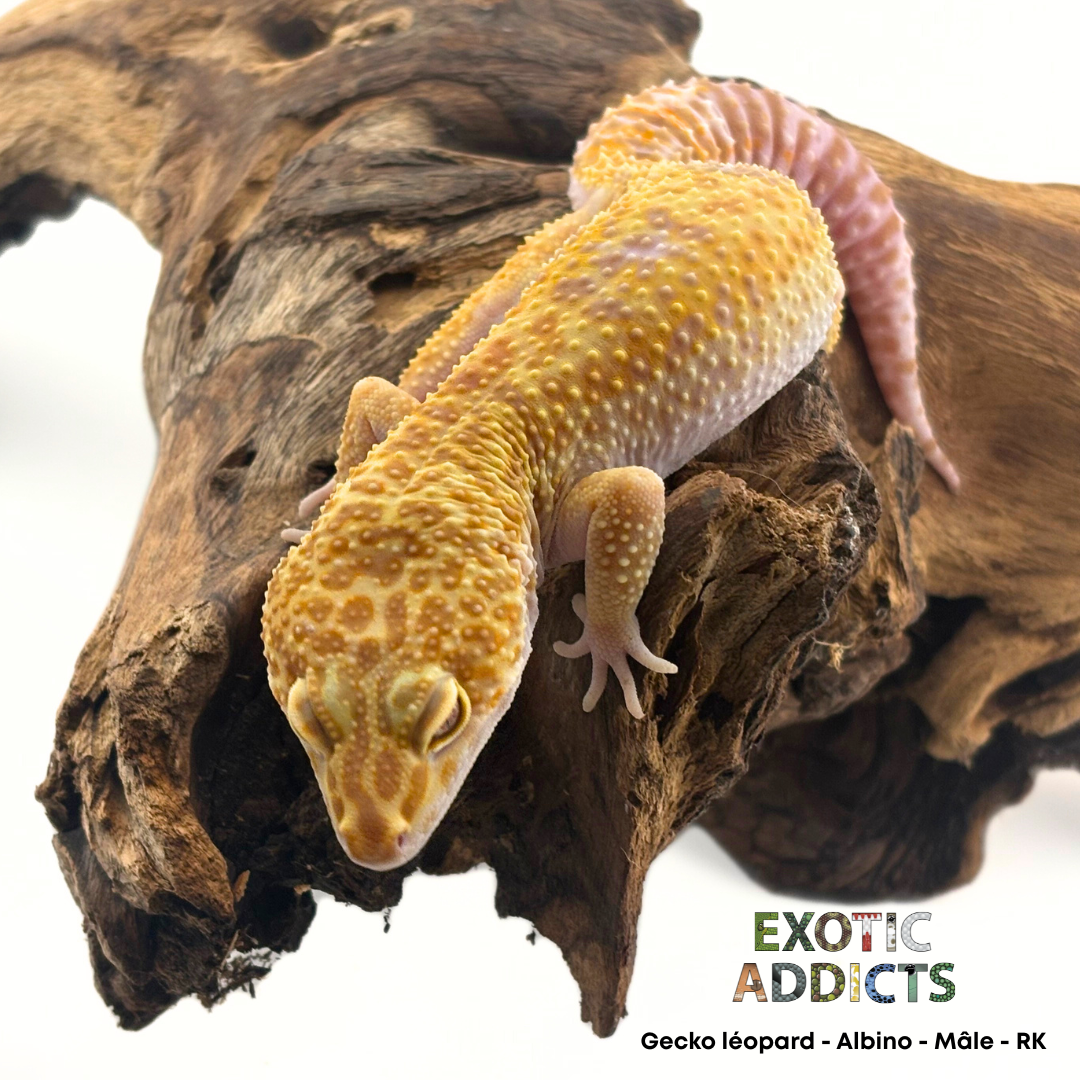Gecko Léopard - Albino - Mâle - Rk