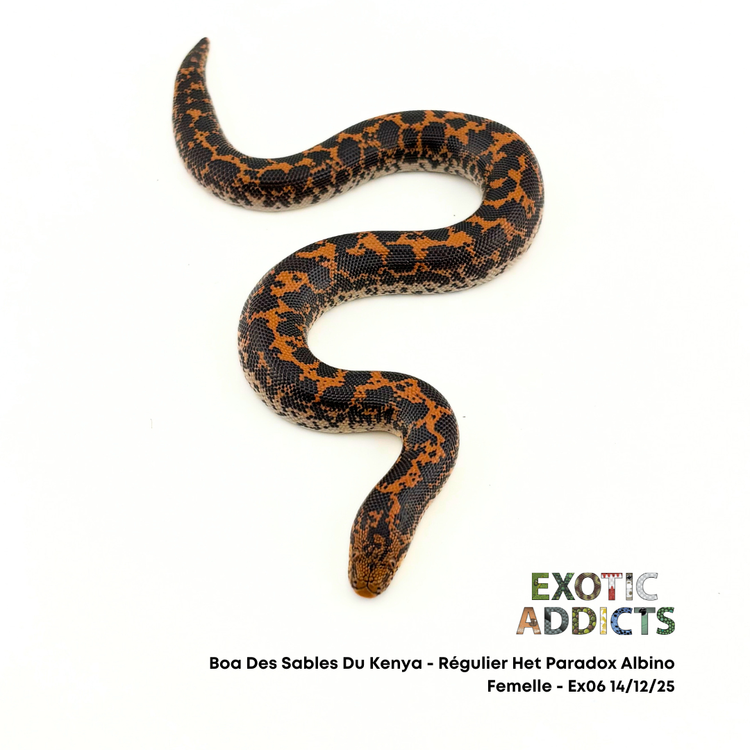 Boa Des Sables Du Kenya - Régulier Het Paradox Albino - Femelle - Ex06 14/12/25