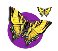 Butterfly Dehbra Taylor Numerologist Spiritual Counselor 