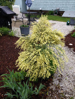 Admire our perennials.