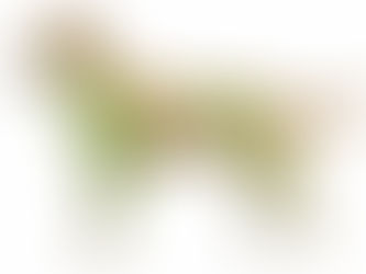 Lymfmassage och fasciamobilisering