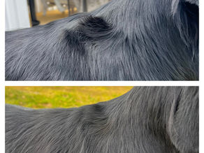 Hur mår din hunds fascia