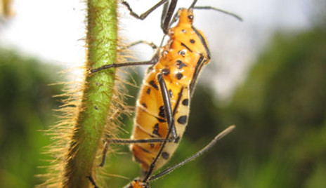 RBCS_Insectos_1.jpg