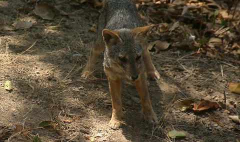 Reserva_Biológica_Cerro_Seco_Lycalopex_s
