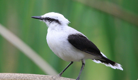 RBCS_Fluvicola nengeta 4_amplia.jpg