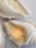 Conch & Bloom Candle, Scented Vintage Gardenia & Chanel No.5 Mix in Conch Shell Holder