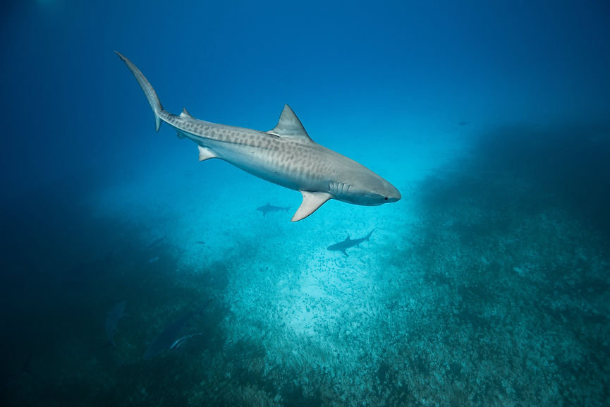 tiger shark swimming by at tiger beach in the Bahamas