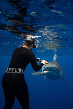 tiger shark with diver