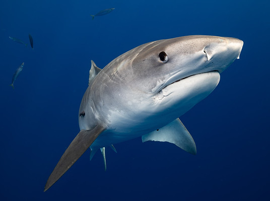 tiger shark swimming in open ocean