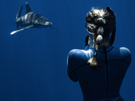 Diving With Oceanic Whitetip Sharks