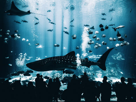Sharks in Captivity – New Georgia Aquarium Exhibit