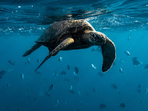 Swimming With Green Sea Turtles – What to Know Before Visiting Hawaii