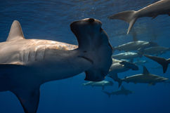 hammerhead shark face portrait