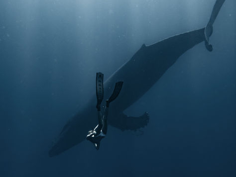 What To Expect Swimming With Humpback Whales in French Polynesia