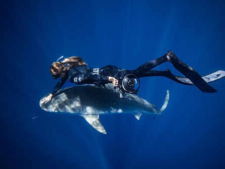 Taylor cunningham tiger shark photo
