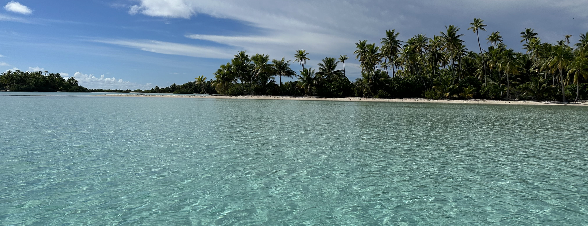shallow water in front of palm trees