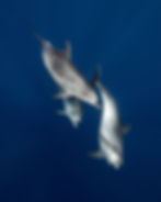 bottlenose-dolphins-wild-free-ocean.jpeg