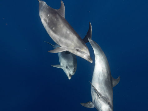The Concept of Captivity