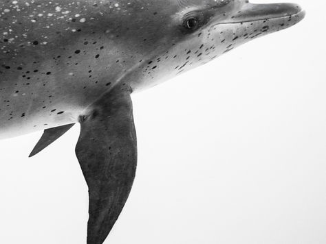 Photo Story: Eye Contact