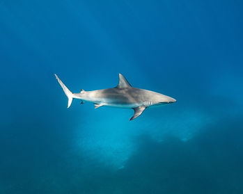 reef shark