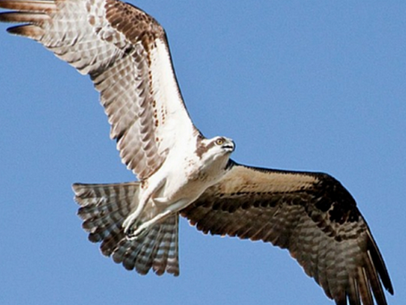 5 Animals You Might See on an Essex River Cruise