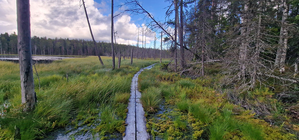 Réseau de planches à travers les marécages