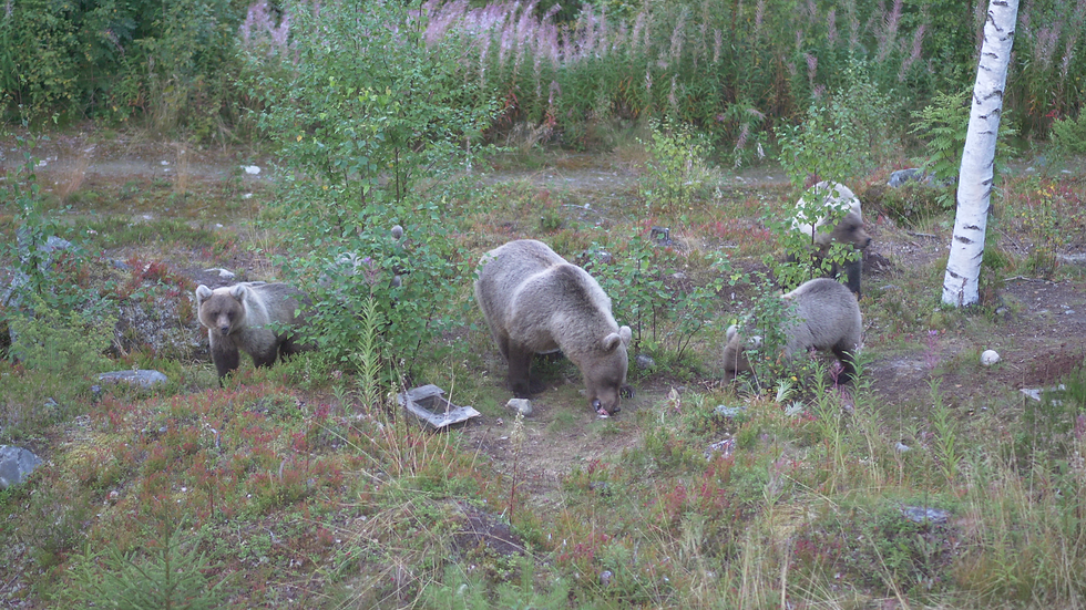 Ils se régalent juste devant nos yeux !