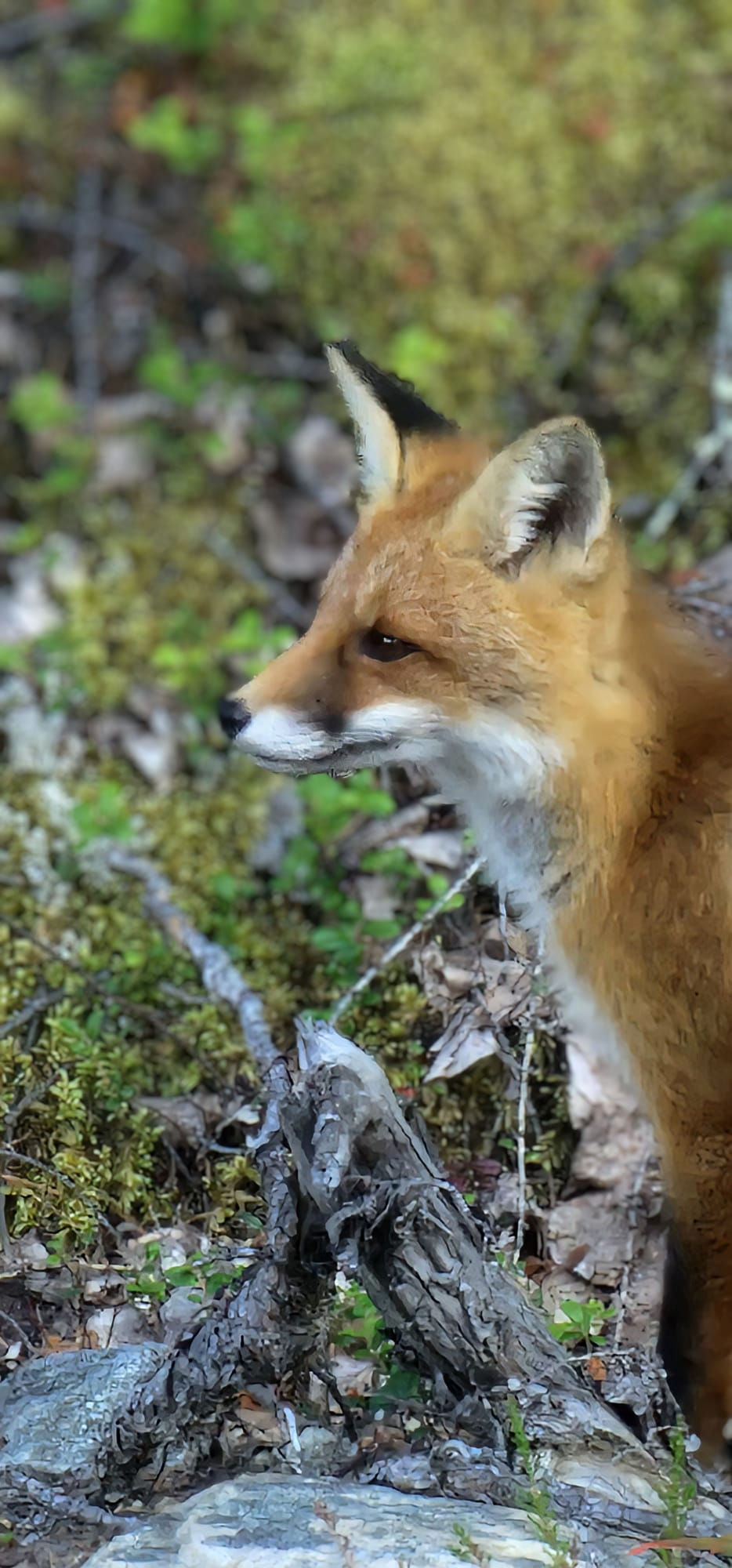 Mr Renard prends la pose !
