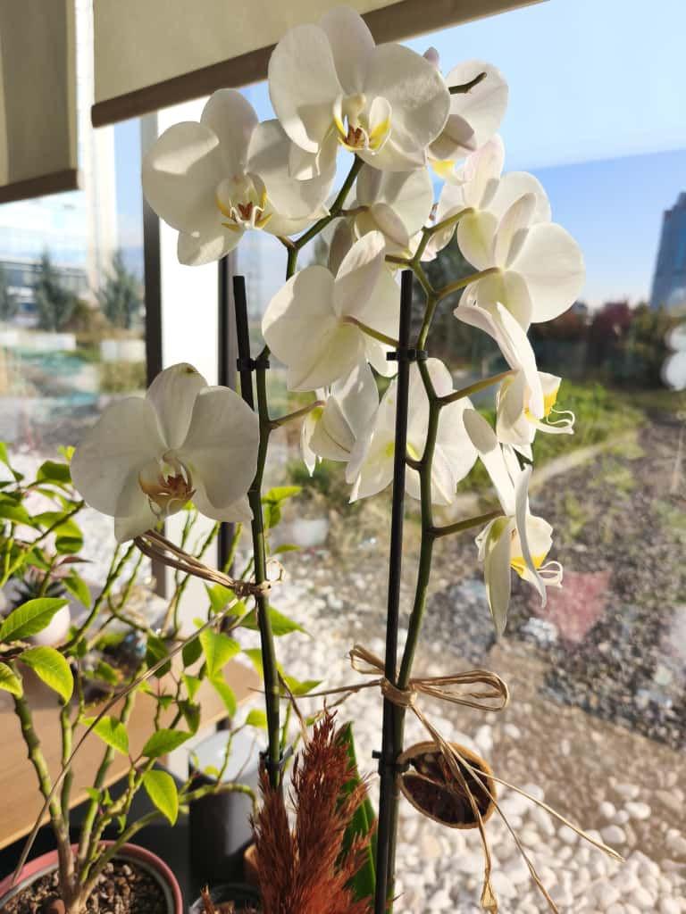 Bilemedim (Yunus Nefesinde)