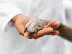 A Crueldade como Sintoma: Uma Análise Psicossocial da Desumanização