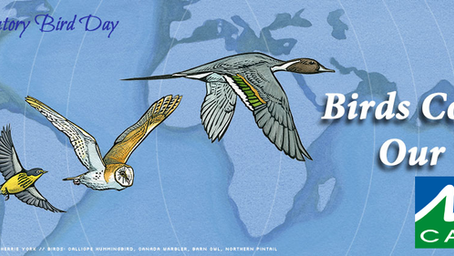 World Migratory Bird Day of 2020