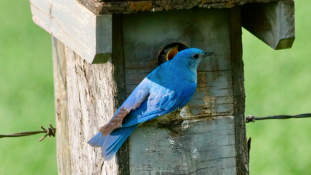 Ross Lake Bluebird Trail Tour