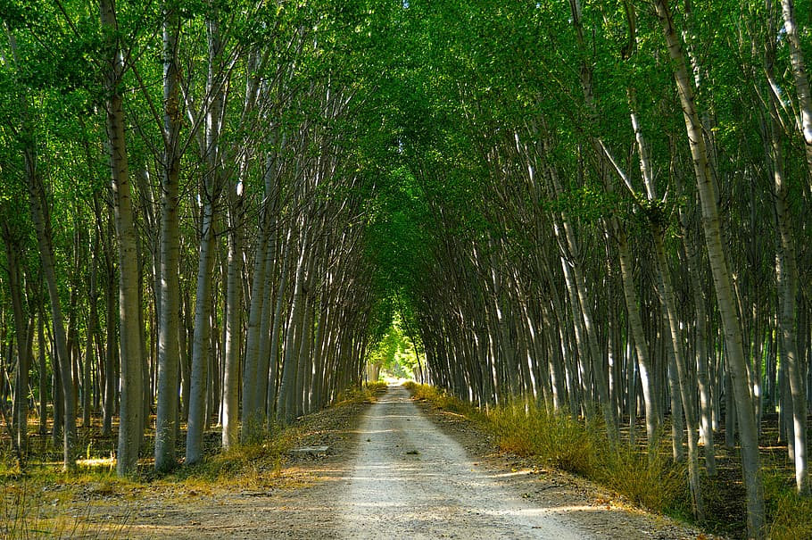 poplars-forest-path-lush.jpeg