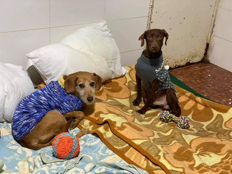 AUDIO| SOS Perrera Los Barrios: "Si adoptamos un animal, pensemos que es como adoptar un hijo"