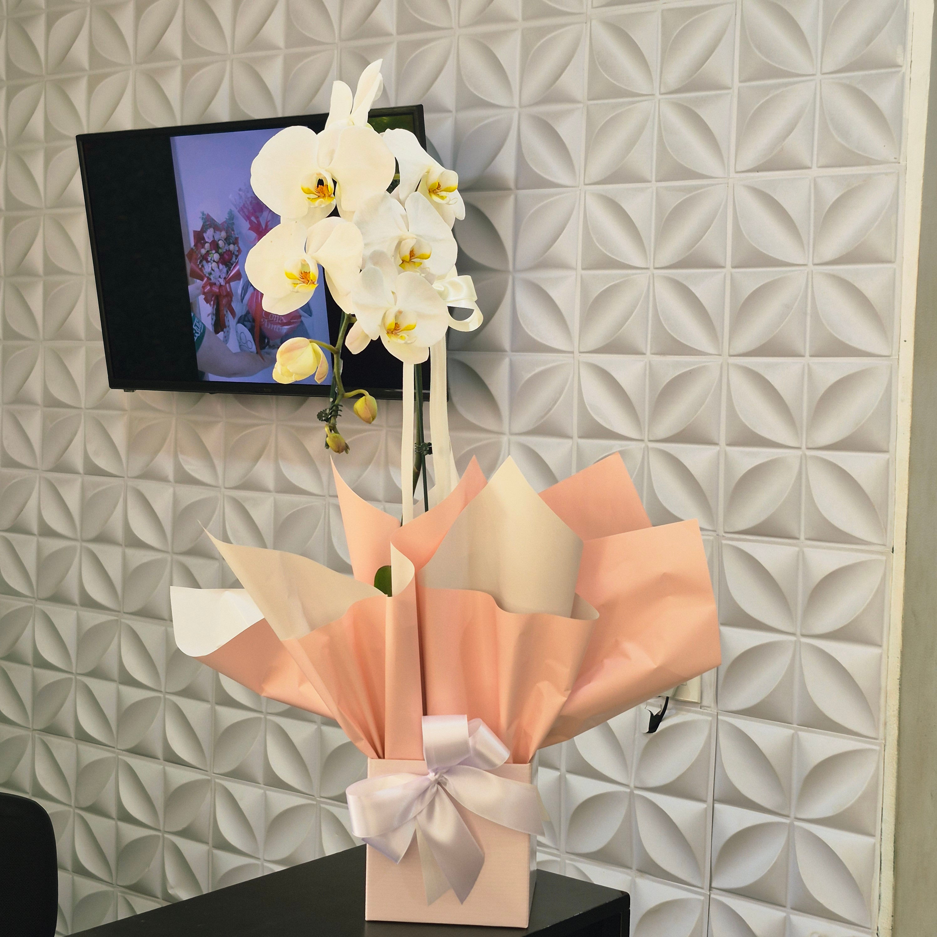 Orquídea Phalaenopsis Embalada para Presente — Pote 15