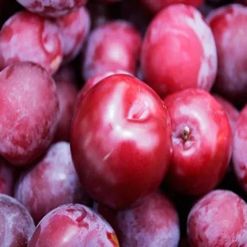 Ameixa Fortune (Prunus salicina)