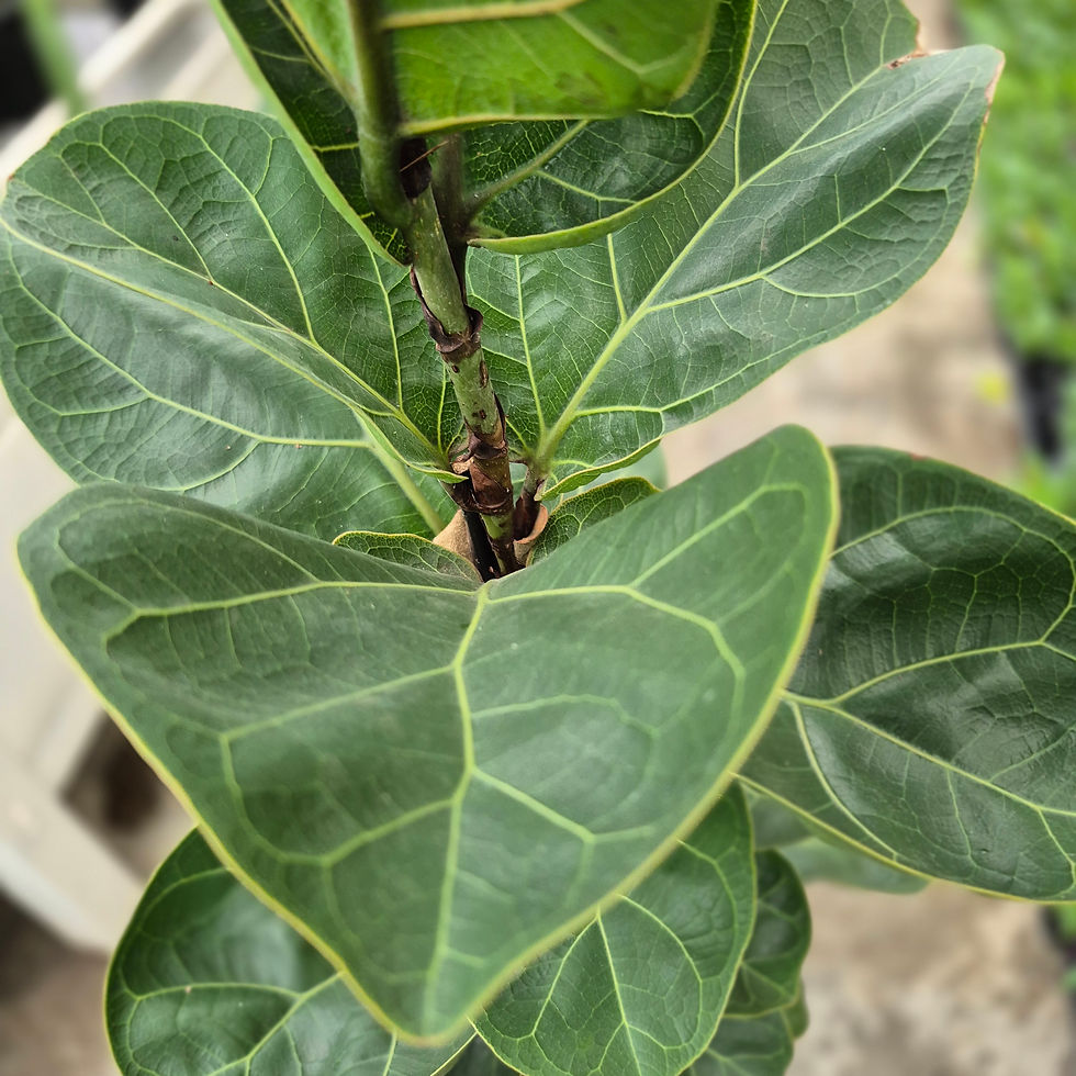 Miniatura: Ficus Lyrata (Figueira-Lira)