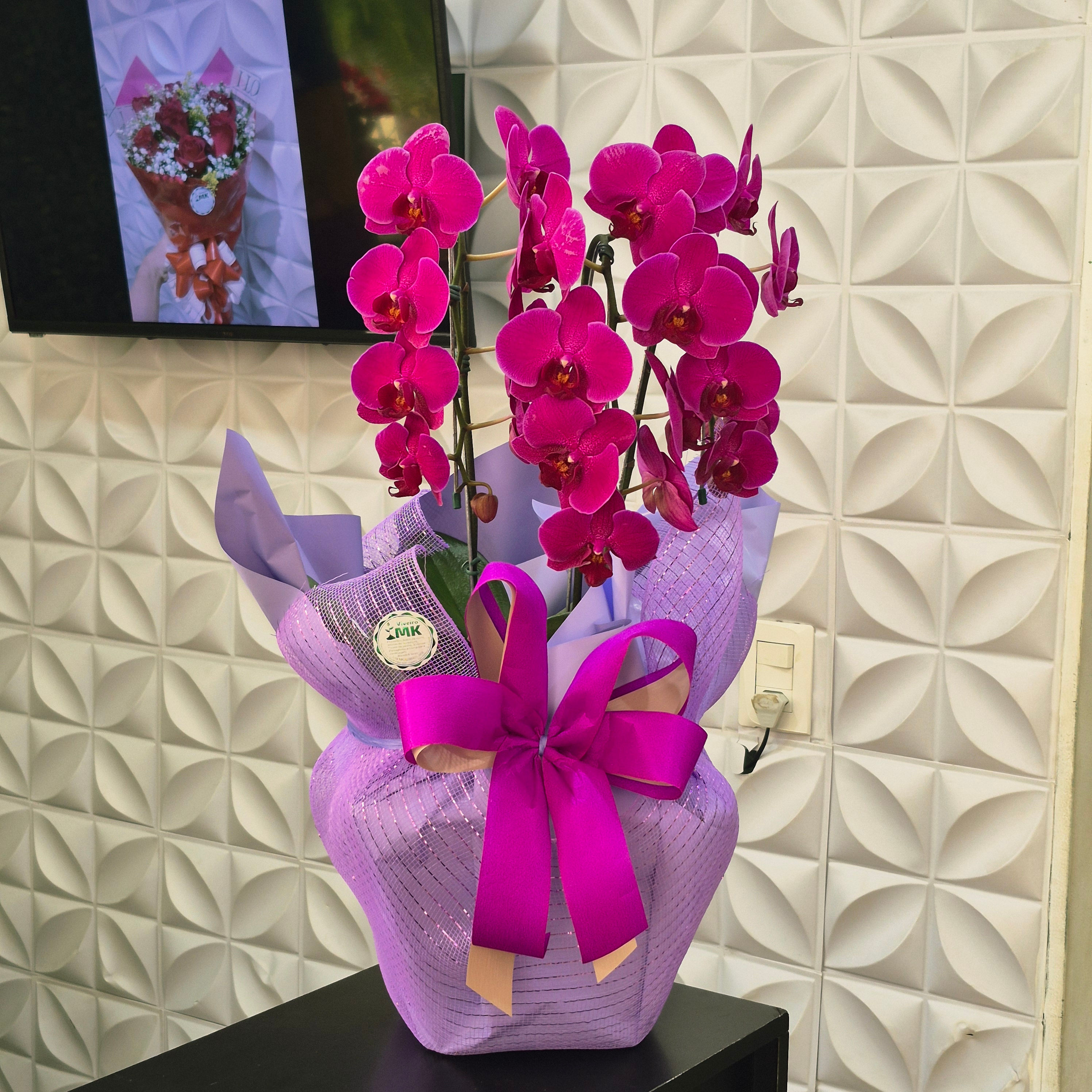 Orquídea Phalaenopsis Magenta Embalada para Presente pote 24